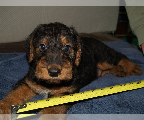 Medium Photo #1 Airedale Terrier Puppy For Sale in CHARLESTOWN, IN, USA