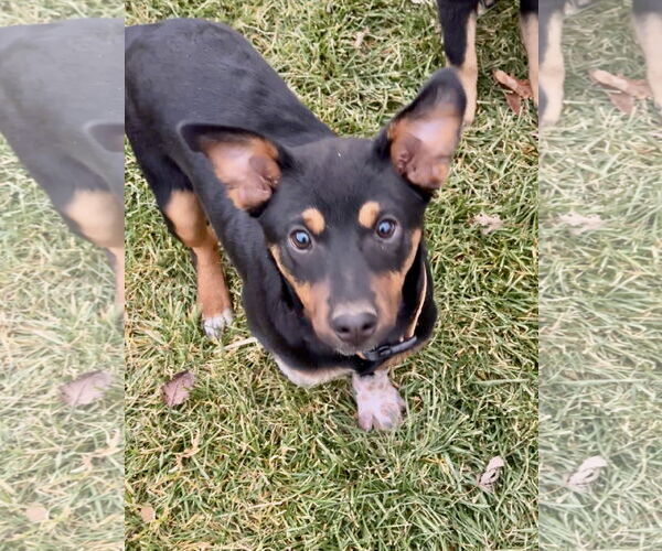 Medium Photo #2 Mutt Puppy For Sale in Sandy, UT, USA