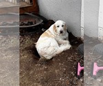 Small #1 Great Pyrenees