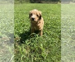 Small #1 Goldendoodle