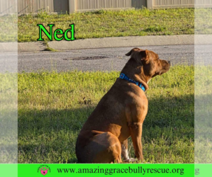 Ned - Male American Pit Bull Terrier-Unknown Mix Dog for Adoption - Photo #14