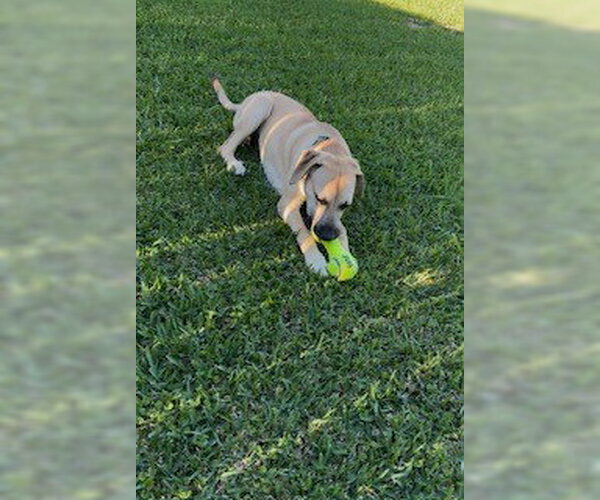 Medium Photo #6 Black Mouth Cur-Unknown Mix Puppy For Sale in Shreveport, LA, USA