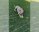 Small #5 Black Mouth Cur Mix