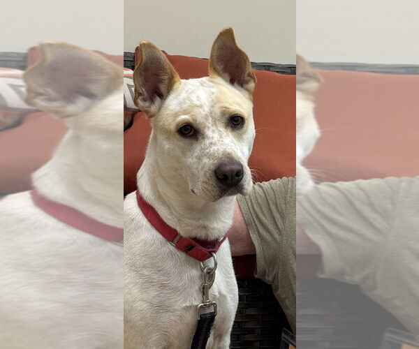 Medium Photo #8 Mutt Puppy For Sale in Elmsford, NY, USA