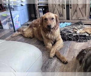 Father of the Golden Retriever puppies born on 06/02/2025