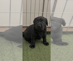 Labrador Retriever Puppy for sale in NORTH STREET, MI, USA
