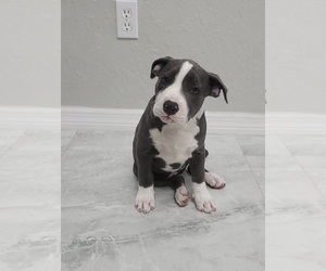 American Pit Bull Terrier Puppy for sale in NORTH PORT, FL, USA