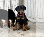 Small Photo #5 Doberman Pinscher Puppy For Sale in NEWTON, NC, USA