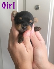 Yorkshire Terrier Puppy for sale in LANCASTER, CA, USA