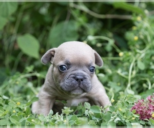 French Bulldog Puppy for Sale in ROANOKE, Illinois USA