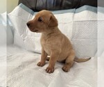 Puppy Bella Labrador Retriever