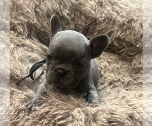 French Bulldog Puppy for Sale in SHIRLEY, New York USA