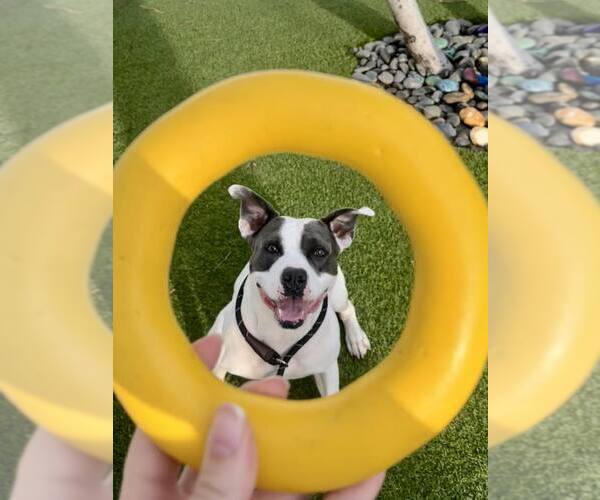 Medium Photo #10 American Bulldog Puppy For Sale in Pompano Beach , FL, USA