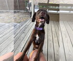 Small #1 German Shorthaired Lab