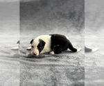 Puppy Loki Australian Shepherd