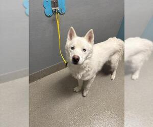 German Shepherd Dog-Unknown Mix Dogs for adoption in Las Vegas, NV, USA