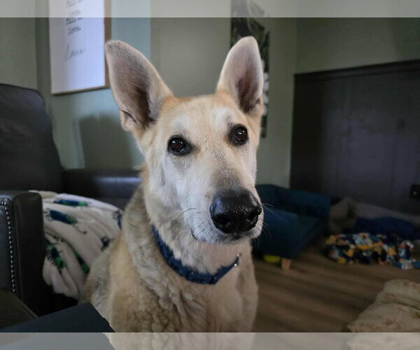 Medium Photo #15 Mutt Puppy For Sale in Germantown, OH, USA