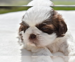Small #4 Shih Tzu