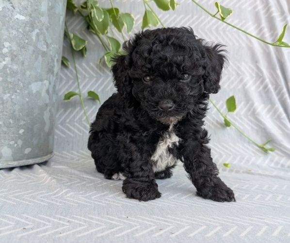 Medium Photo #8 Poodle (Toy) Puppy For Sale in GOSHEN, IN, USA