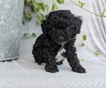 Small #7 Poodle (Toy)