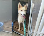 Small #3 Huskies  Mix