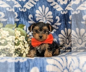 Yorkshire Terrier Puppy for sale in OXFORD, PA, USA
