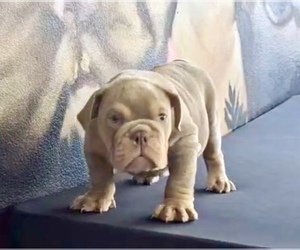 English Bulldog Puppy for Sale in FORT LAUDERDALE, Florida USA