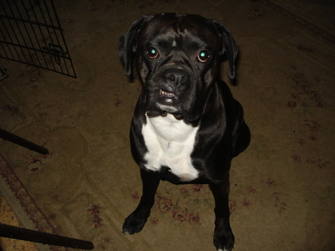 Medium Photo #1 Boxer Puppy For Sale in COGGON, IA, USA