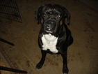 Small Photo #1 Boxer Puppy For Sale in COGGON, IA, USA