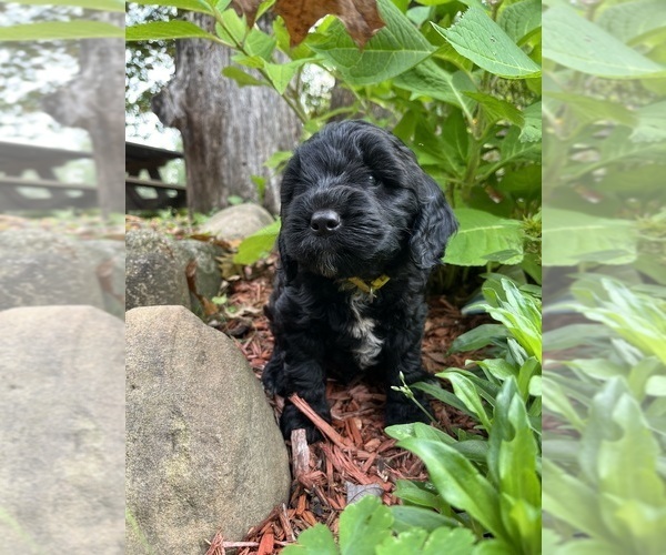 Medium Photo #6 Springerdoodle Puppy For Sale in CHETEK, WI, USA