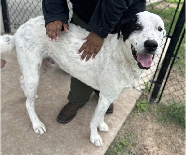 Medium Photo #1 Mutt Puppy For Sale in Temple, TX, USA