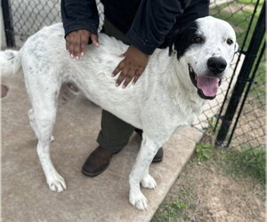 Mutt Dogs for adoption in Temple, TX, USA