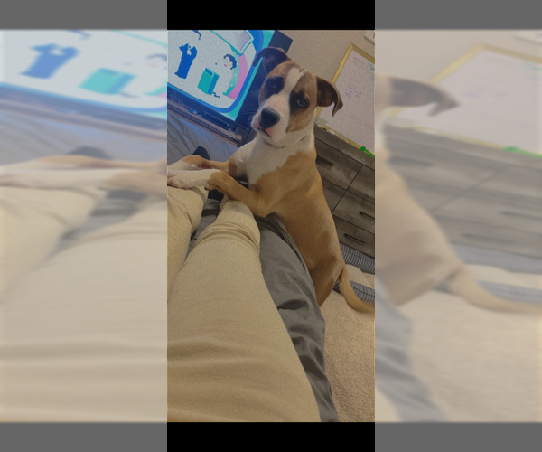 Medium Photo #11 Boxer-Unknown Mix Puppy For Sale in Holly Springs, NC, USA