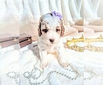 Small Photo #90 Goldendoodle (Miniature) Puppy For Sale in GASTONIA, NC, USA