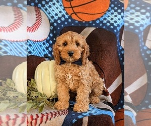 Cock-A-Poo Puppy for sale in NOTTINGHAM, PA, USA