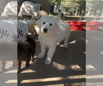 Small #3 Great Pyrenees