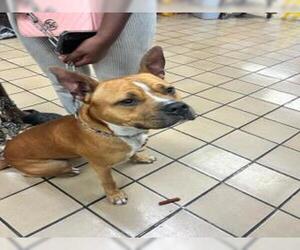 American Pit Bull Terrier Dogs for adoption in West Palm Beach, FL, USA