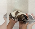 Small #4 Bernedoodle (Miniature)