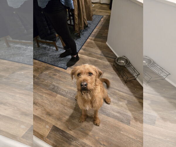 Medium Photo #9 Golden Retriever-Unknown Mix Puppy For Sale in Sandy, UT, USA