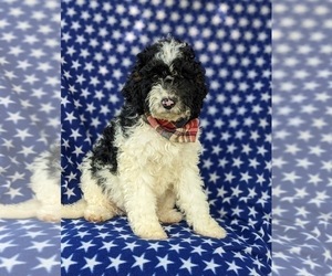 Miniature Bernedoodle Puppy for sale in OXFORD, PA, USA