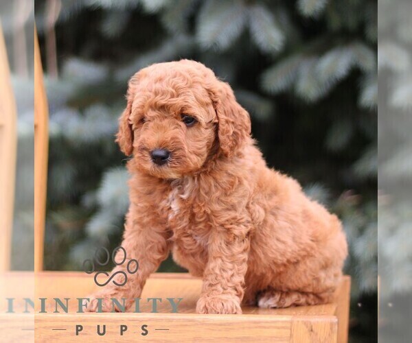 Medium Photo #3 Goldendoodle (Miniature) Puppy For Sale in EPHRATA, PA, USA