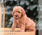 Small #2 Goldendoodle (Miniature)
