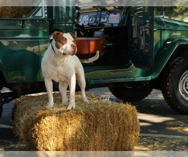 Medium Photo #3 American Pit Bull Terrier Puppy For Sale in Sacramento, CA, USA