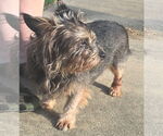 Small #2 Mutt