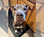 Small #12 American Pit Bull Terrier Mix