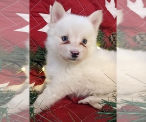 Pomsky Puppy for Sale in CENTRALIA, Missouri USA