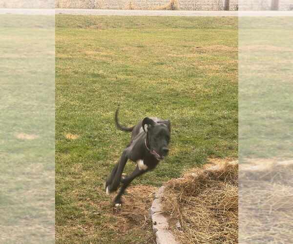 Medium Photo #2 Great Dane Puppy For Sale in Bullard, TX, USA