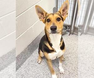 MILEY - Female German Shepherd Dog Dog for Adoption - Photo #2