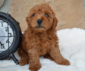 Shih-Poo Puppy for sale in HONEY BROOK, PA, USA