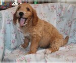 Small Photo #8 Goldendoodle Puppy For Sale in BLOOMINGTON, IN, USA